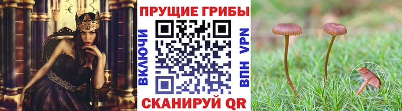 кракен онион  Евпатория  Псилоцибиновые грибы ЛСД 